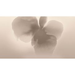 LONDONART |  Tapet Petal Glow, Culoare: Desert Blush